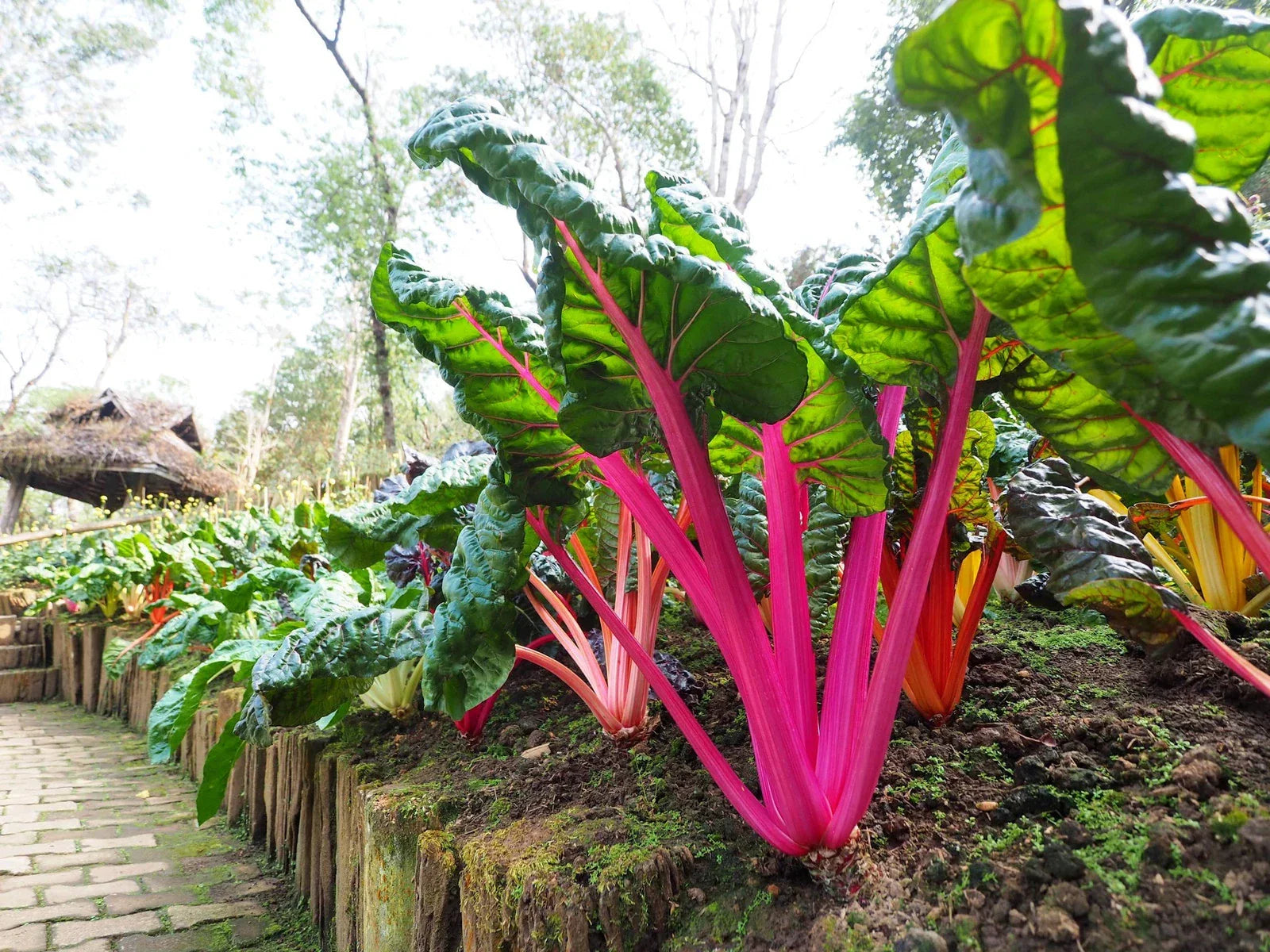 Ruby Red Swiss Chard Seeds, Non-GMO Heirloom Vegetable Seeds, Beta vulgaris subsp. cicla, Home Garden, Container Gardening