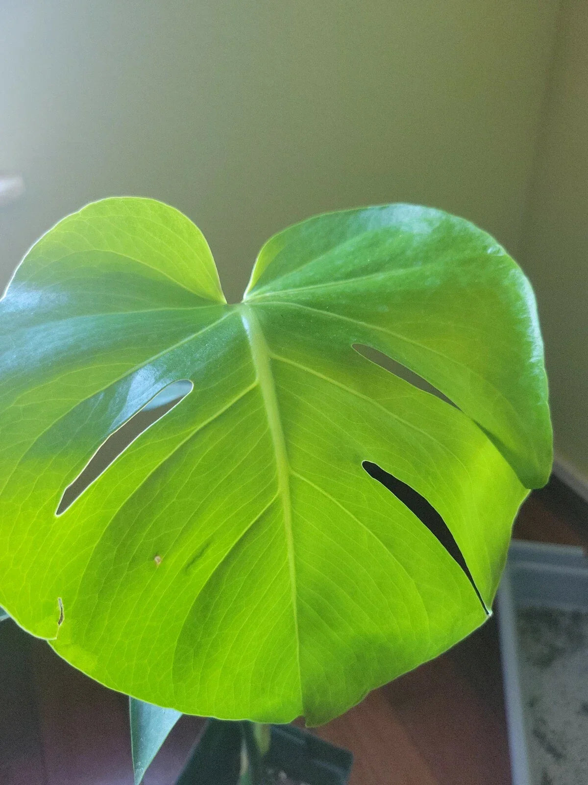 Live Monstera Deliciosa Plant - Tropical Indoor Houseplant with Split-Leaf Foliage - Easy Care Philodendron - Potted Swiss Cheese Plant