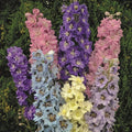 Millennium Star Delphinium Seeds - Perennial Blue Flower Seeds for Borders & Gardens - Delphinium elatum, 50 Pack