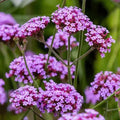 Purpletop Verbena Seeds - Organic Perennial Flower for Pollinators - Verbena bonariensis - USA Grown, Ships Free
