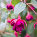 Dollar Princess Fuchsia Live Plant 4-6" | Colorful Blooms | Fuchsia magellanica | Hanging Basket or Patio Container