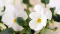 Admire Cream Pansy Seeds - 200+ Count Viola Tricolor, Annual, Bright Cream Flowers for Garden, Containers & Borders