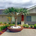 Dragon's Blood Tree Seeds - 10 Pack, Dracaena draco, Exotic Canary Island Palm Bonsai, Unique Architectural Foliage, Indoor Outdoor
