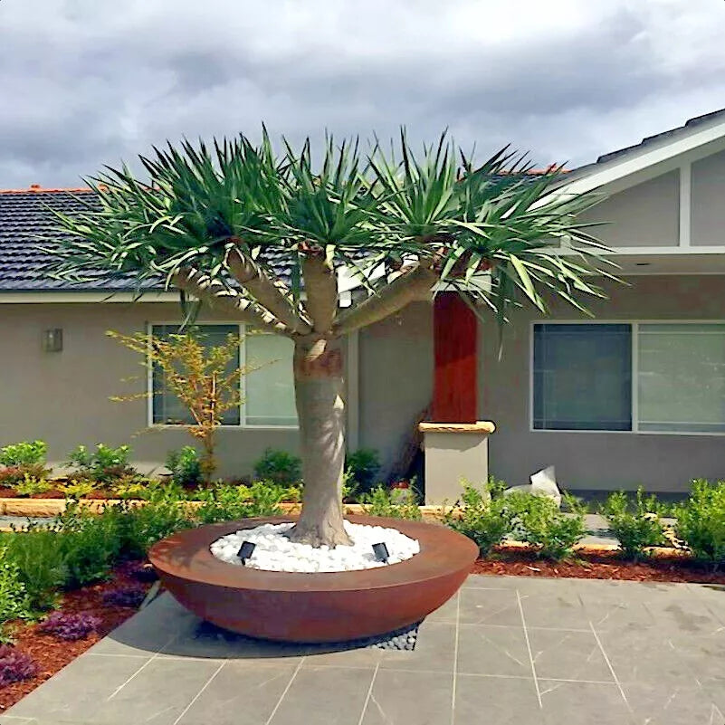 Dragon's Blood Tree Seeds - 10 Pack, Dracaena draco, Exotic Canary Island Palm Bonsai, Unique Architectural Foliage, Indoor Outdoor