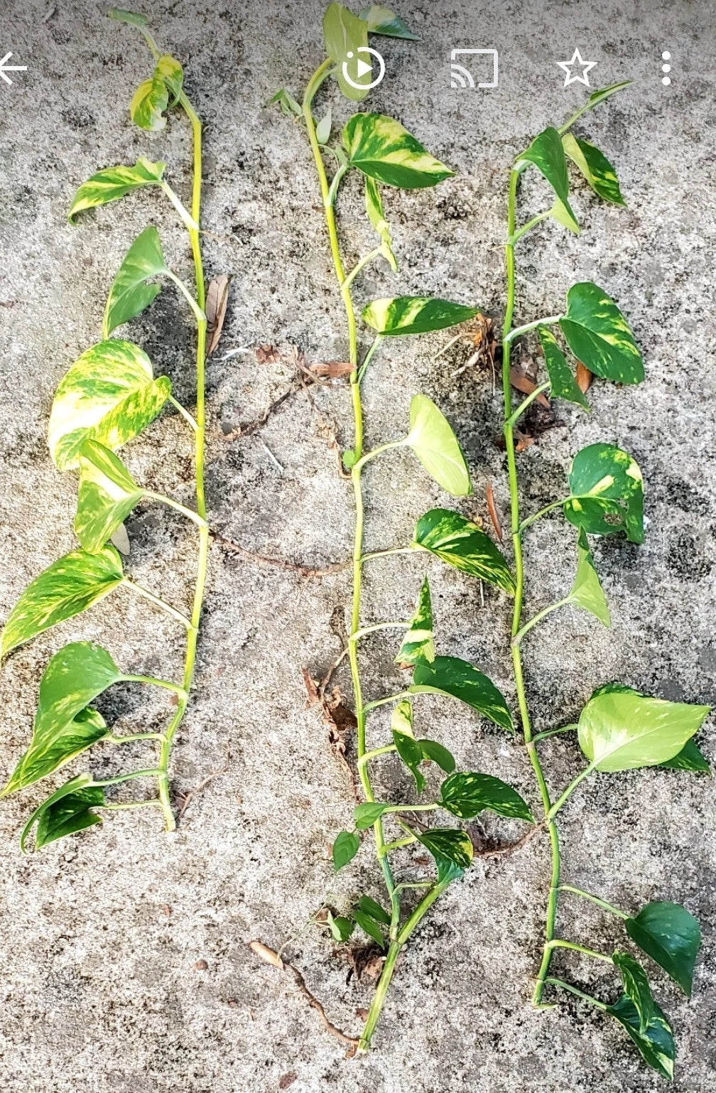 Giant Golden Hawaiian Pothos Plant - Epipremnum aureum - Indoor Houseplant with Vibrant Yellow Variegation - 6-inch Rooted Cutting