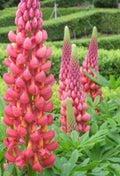 Towering Infero Lupine Seeds - Perennial Flower Seeds for Borders & Pollinators - Lupinus polyphyllus, 25 Pack
