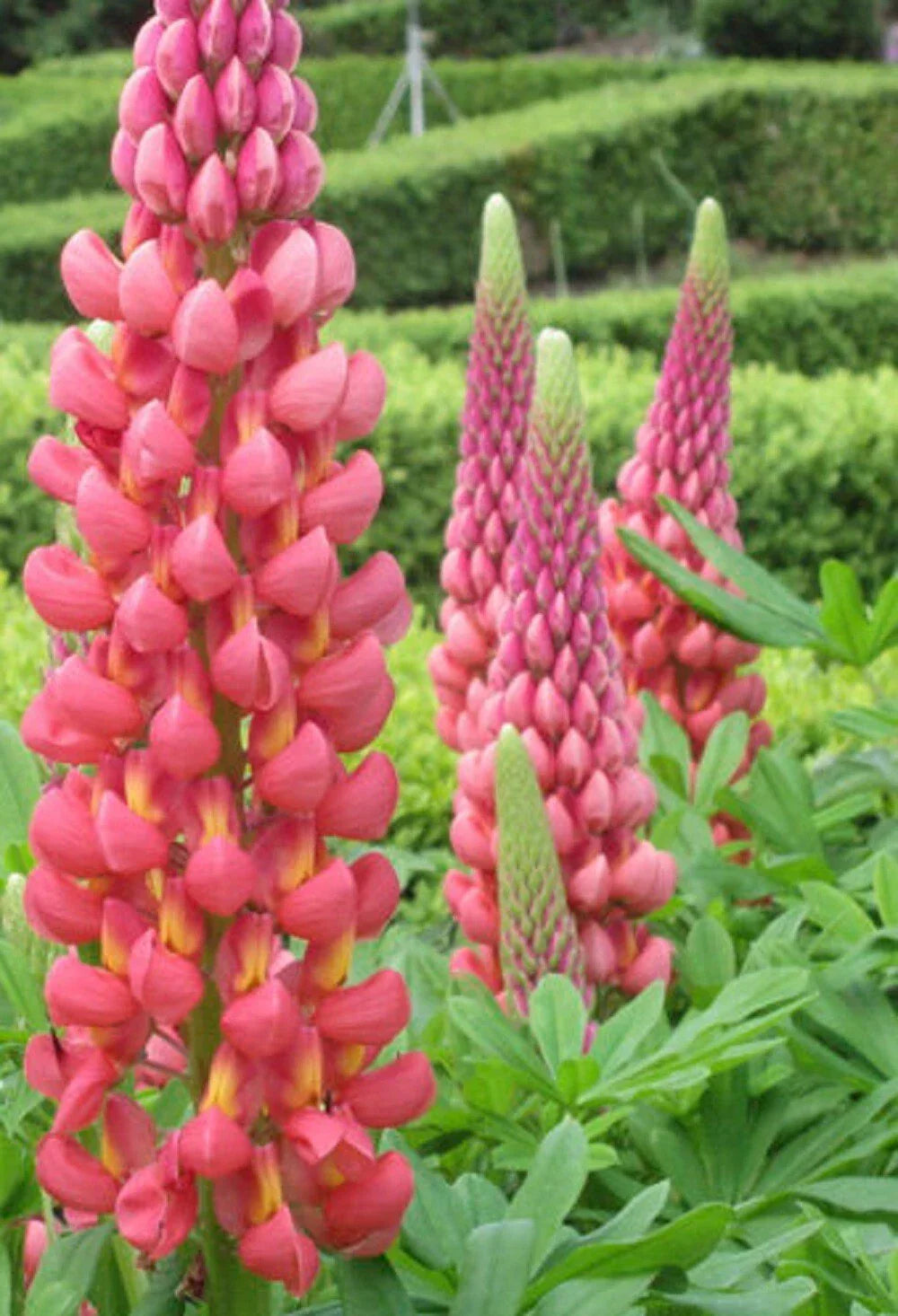 Towering Infero Lupine Seeds - Perennial Flower Seeds for Borders & Pollinators - Lupinus polyphyllus, 25 Pack