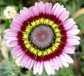 Painted Mix Daisy Seeds | Rainbow Sunflower Wildflower Daisies | Non-GMO Seed Pack for Pollinator Gardens