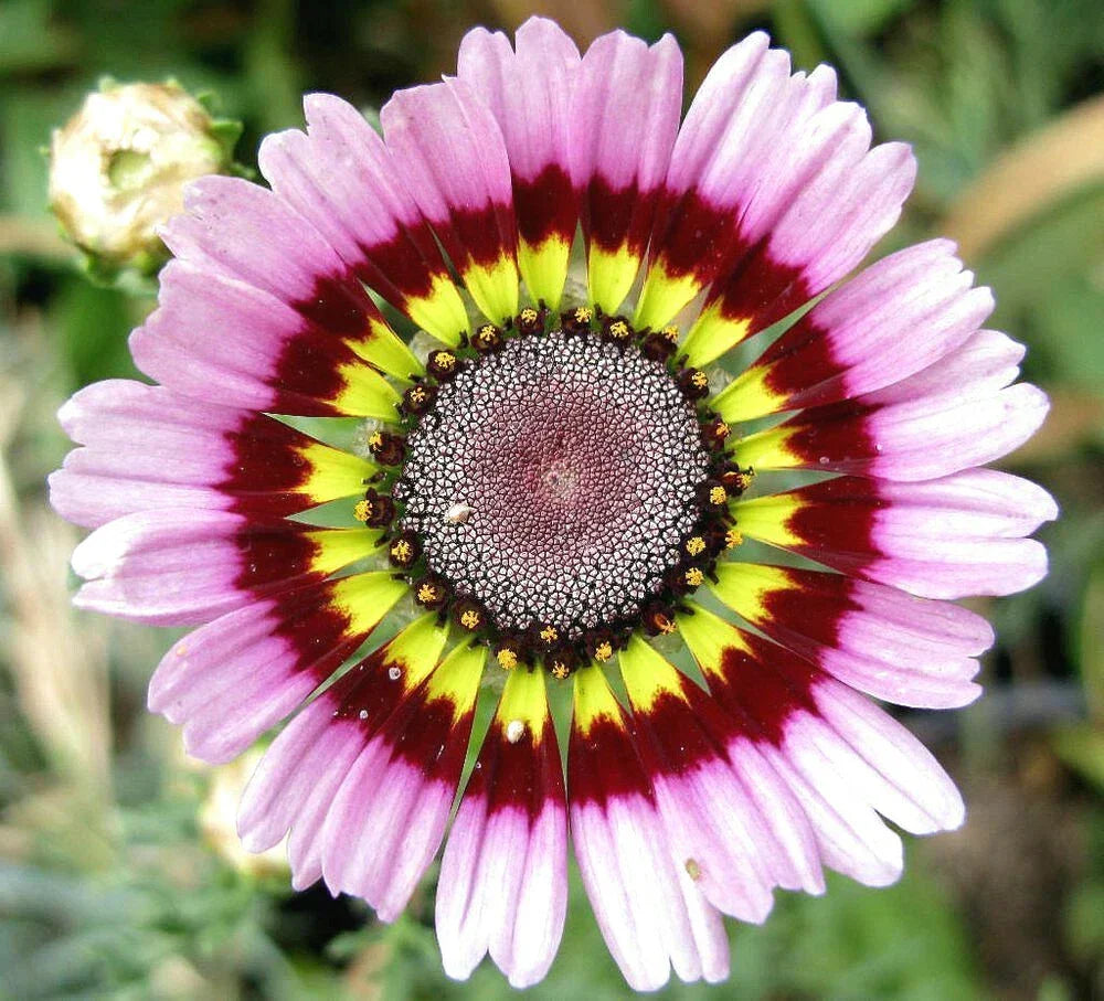 Painted Mix Daisy Seeds | Rainbow Sunflower Wildflower Daisies | Non-GMO Seed Pack for Pollinator Gardens