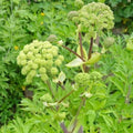 Angelica archangelica Seeds - Biennial Culinary Herb, Fragrant Licorice Aroma, Non-GMO, 100 Seeds