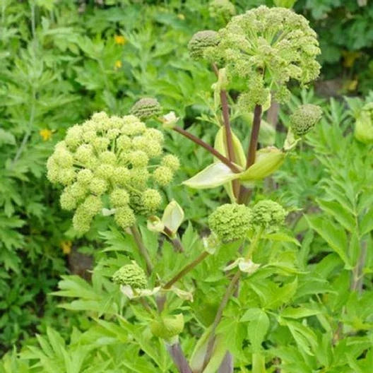 Angelica archangelica Seeds - Biennial Culinary Herb, Fragrant Licorice Aroma, Non-GMO, 100 Seeds