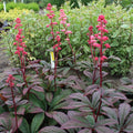 Rodgersia ‘Bronze Peacock’ Live Starter Plant - Hardy Shade Perennial with Bronze Foliage