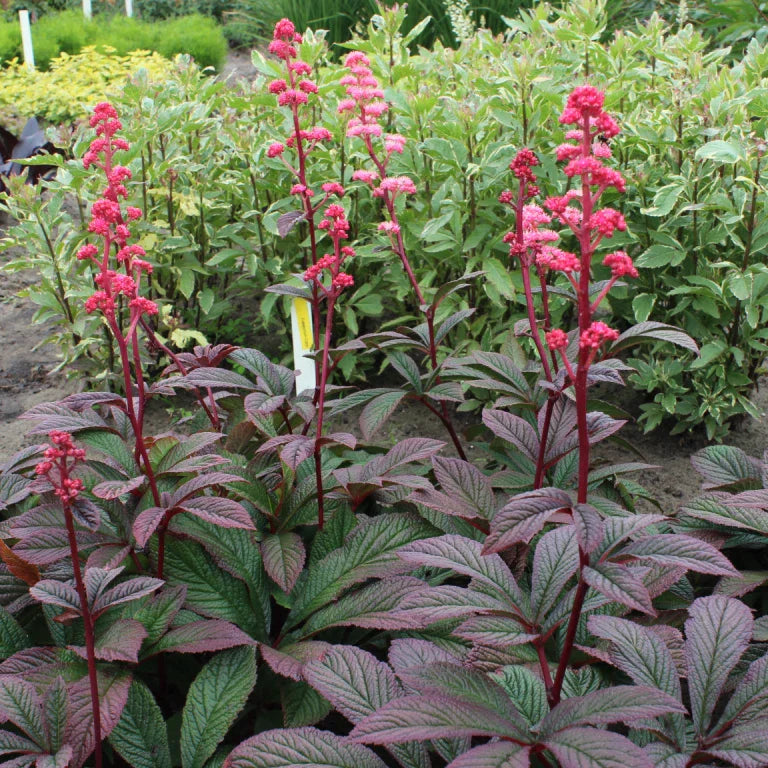 Rodgersia ‘Bronze Peacock’ Live Starter Plant - Hardy Shade Perennial with Bronze Foliage