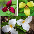 Trillium Erectum Bulbs - Mixed Colors, Native North American Wildflower, Herbaceous Perennial Plant