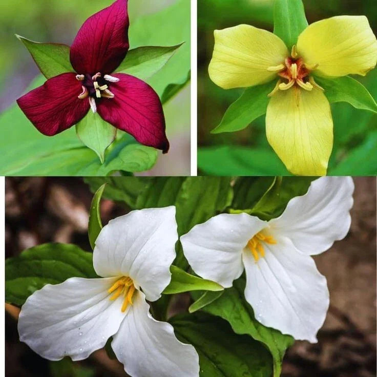 Trillium Erectum Bulbs - Mixed Colors, Native North American Wildflower, Herbaceous Perennial Plant