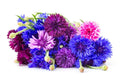 Polka Dot Bachelor Button Seeds - 1,000 Heirloom Non-GMO Centaurea cyanus Flower Seeds for Garden, Borders, Pollinators