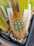Pilosocereus densiareolatus Cactus - Succulent Plant - Blue Torch Variety - Unique Desert Decor - Potted Indoor Outdoor Plant