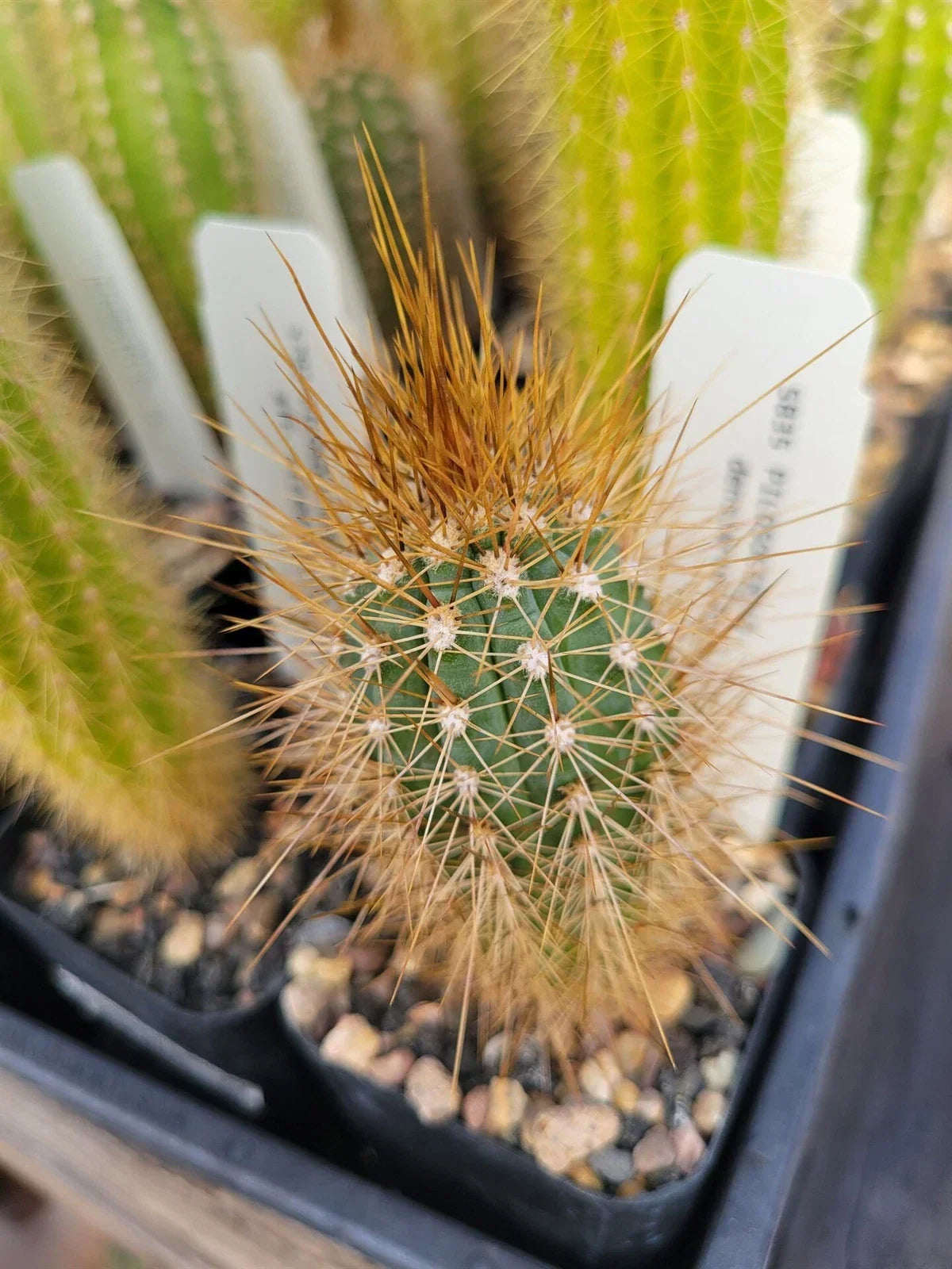 Pilosocereus densiareolatus Cactus - Succulent Plant - Blue Torch Variety - Unique Desert Decor - Potted Indoor Outdoor Plant
