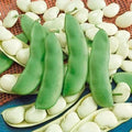 Lima Bean Seeds 75 Count - Fordhook 242 Phaseolus lunatus Organic Gardening Easy to Grow