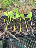 Bare Root Clusia Plants 5 Pack | Tropical Evergreen Shrubs Clusia rosea for Garden & Indoor