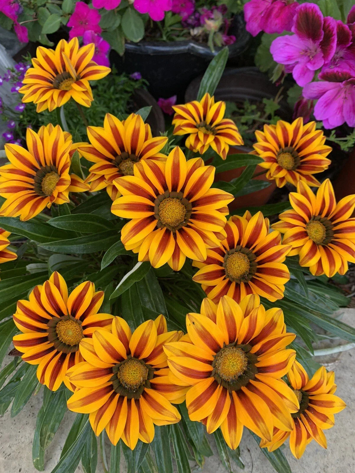 Gazania Rigens Plant in 4 Inch Pot, Yellow and Red Flowers, Drought-Tolerant, Full Sun, Compact, Established Roots