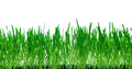 No-Till Winter Rye Cover Crop Seeds 10 Lbs - Non-GMO Secale cereale for Soil Health, Wildlife Food Plot