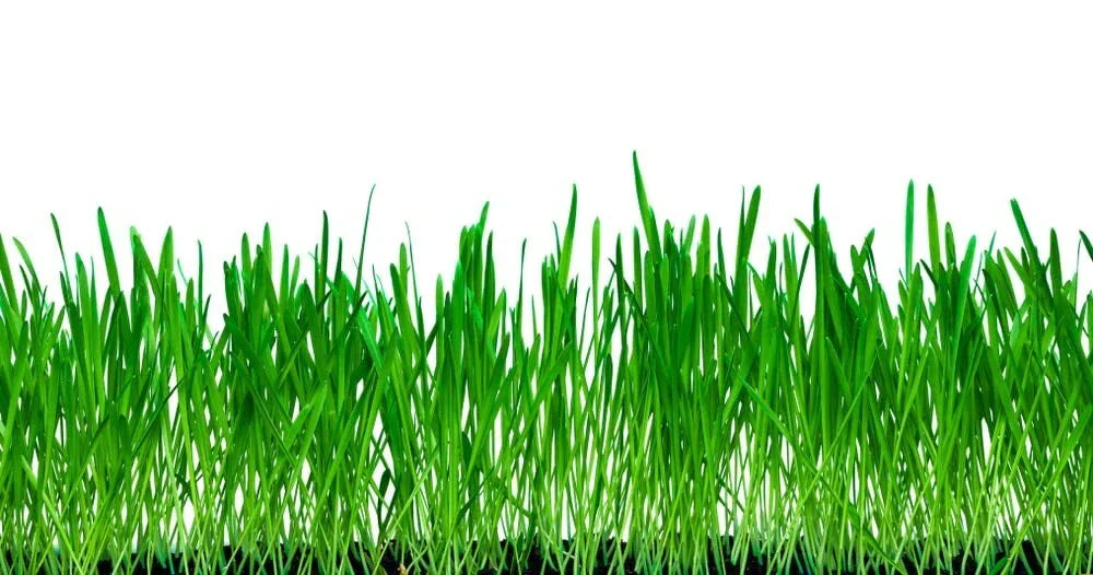 No-Till Winter Rye Cover Crop Seeds 10 Lbs - Non-GMO Secale cereale for Soil Health, Wildlife Food Plot