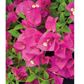 Bougainvillea Cuttings 6" Unrooted Live Plant Fuchsia Pink Bougainvillea glabra Shrub for Garden, Patio, Balcony