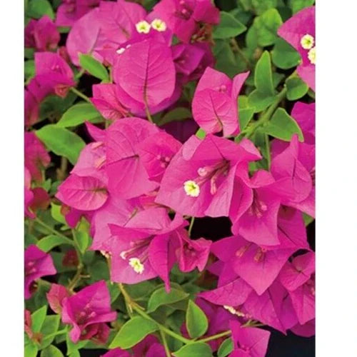 Bougainvillea Cuttings 6" Unrooted Live Plant Fuchsia Pink Bougainvillea glabra Shrub for Garden, Patio, Balcony
