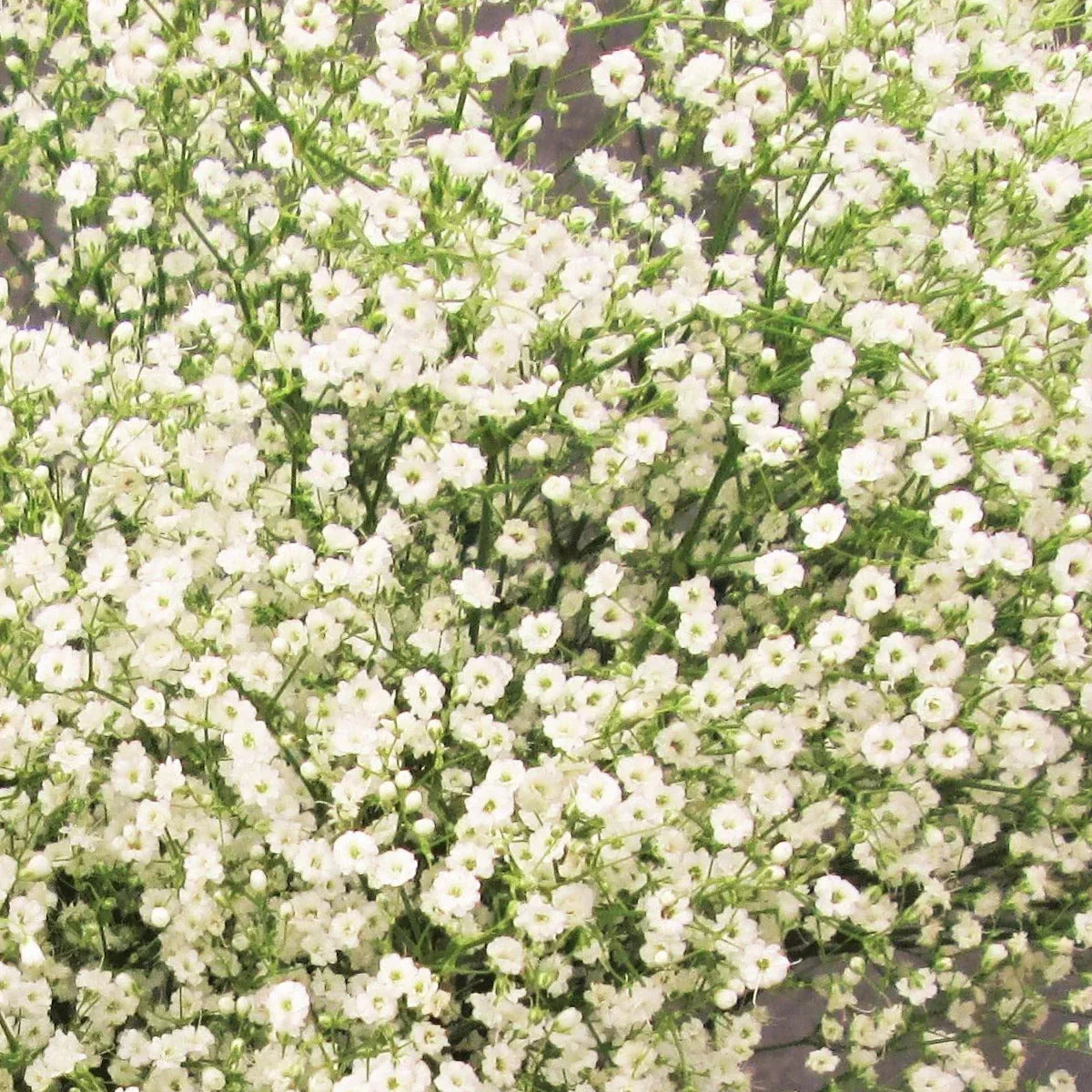 Annual Baby's Breath Seeds - Gypsophila Elegans for Cutting Flowers & Gardens, White Showy Blooms, Easy to Grow