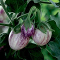 Organic Patio Pinstripe Eggplant Seeds - 50 Count, Non-GMO, Solanum melongena, Compact Bushy Plant for Home Gardens