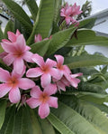 Rooted Pink Hawaiian Plumeria Plant 8-12” - Tropical Frangipani from Florida