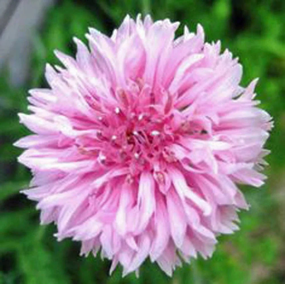 Bachelor Button Seeds - 500 Count Pink Variety - Centaurea cyanus for Garden, Borders & Pollinator Attraction