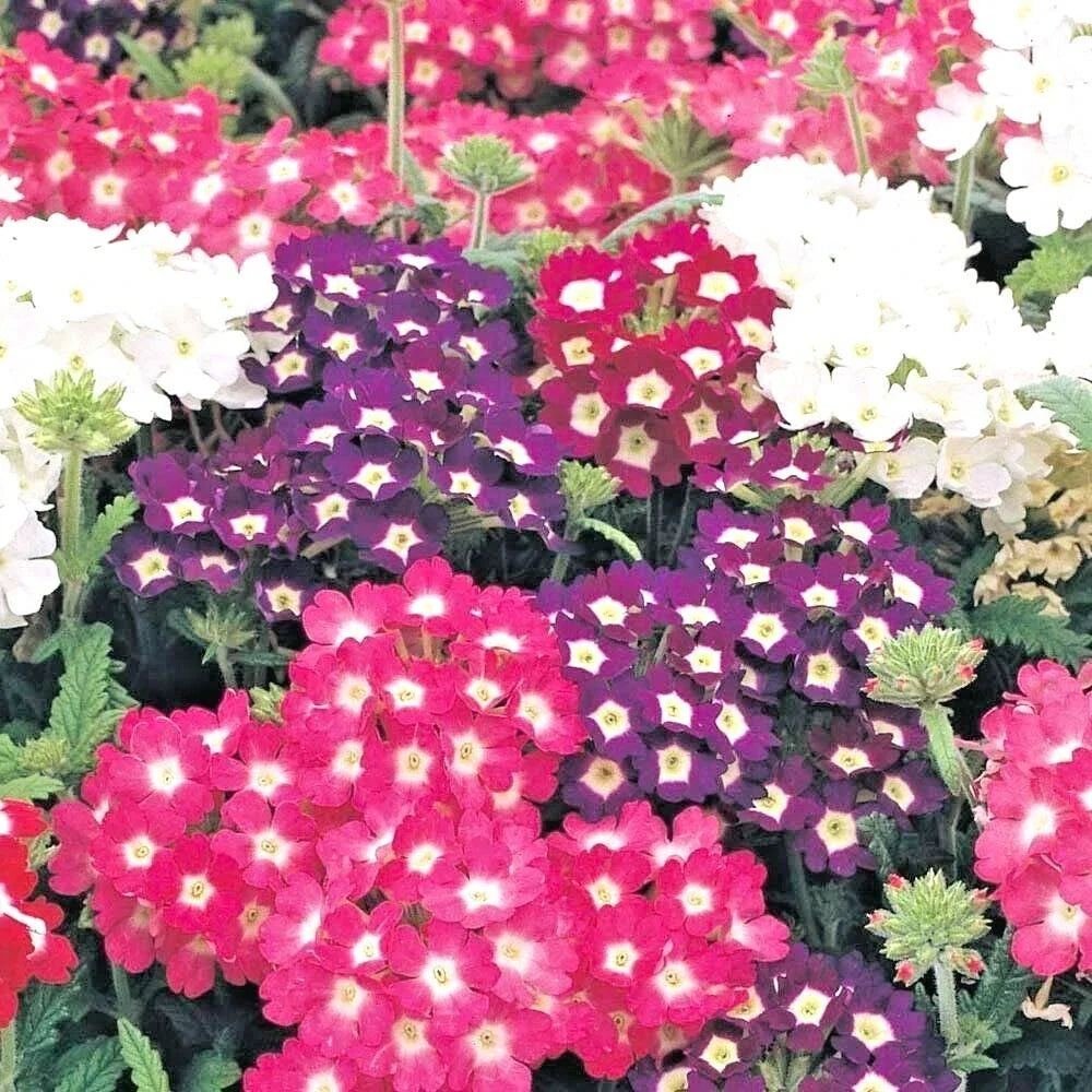 Verbena Mix Flower Seeds for Groundcover, Hanging Baskets & Containers – Over 200 Seeds, Vibrant Colors, Attracts Pollinators