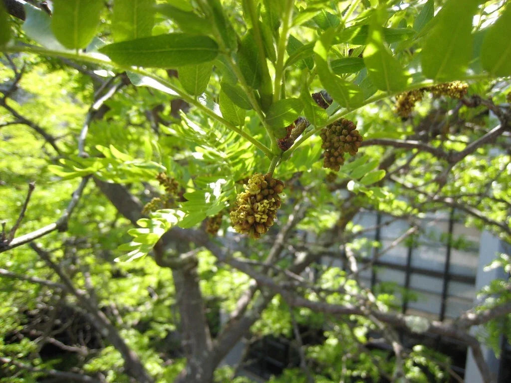 Thornless Honey Locust Seeds, 25 Pack, Gleditsia triacanthos Inermis, Drought-Tolerant, Fast-Growing Deciduous Tree