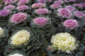 Ornamental Kale Seeds Non-GMO, Colorful Foliage, Brassica oleracea, Garden, Container, Annual, Vibrant Landscaping