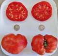 Ponderosa Red Beefsteak Tomato Seeds - 25 Pack, Heirloom, Juicy Large Fruits, Solanum lycopersicum, Perfect for Garden & Container Planting