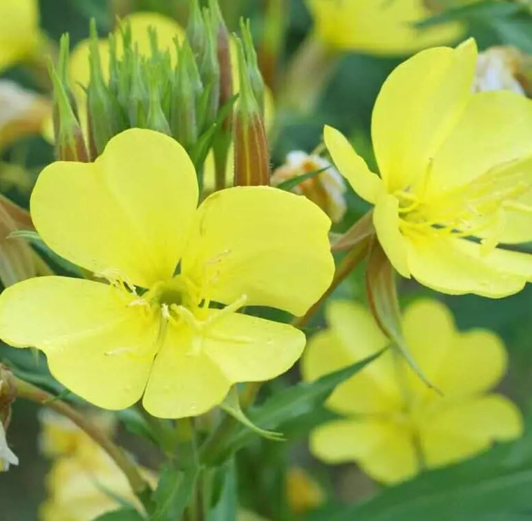 Evening Primrose Seeds 4000+ Oenothera Lamarckiana Biennial Flower Garden, Yellow Blooms, Attracts Pollinators