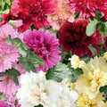 Hollyhock Seeds - 40 Summer Carnival Mix - Perennial Flowers - Alcea rosea - Full Sun, Easy to Grow