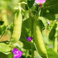 Dwarf Grey Sugar Pod Snow Pea Seeds | Asian Snap Peas | Fresh Seeds for 2025 | Pisum sativum var. macrocarpon