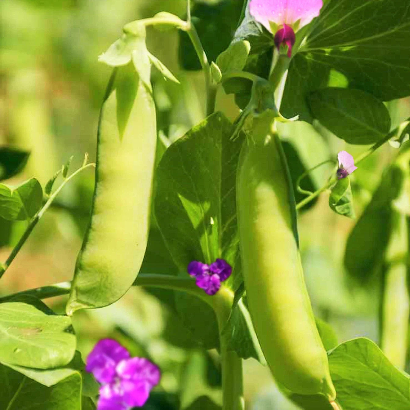 Dwarf Grey Sugar Pod Snow Pea Seeds | Asian Snap Peas | Fresh Seeds for 2025 | Pisum sativum var. macrocarpon
