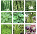 Asian Vegetable Seeds Bundle - 20 Packets for Home Gardening, Organic, Non-GMO, Various Vegetables, Suitable for Containers