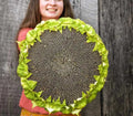 Giant Mongolian Sunflower Seeds - Heirloom Non-GMO Pack of 50+ Helianthus annuus for Tall, Vibrant Garden Blooms