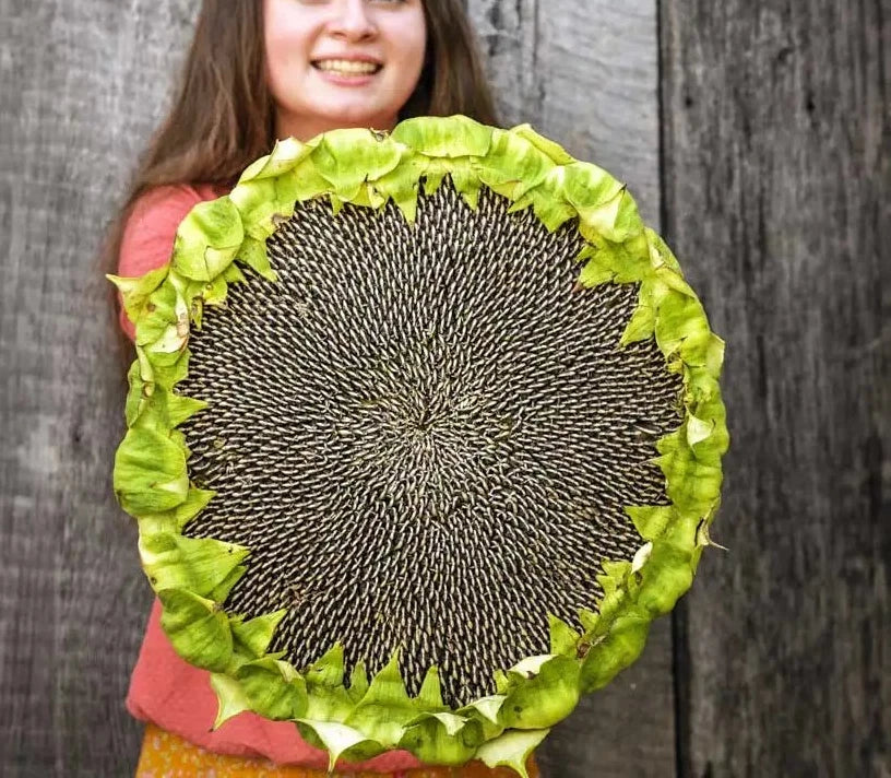 Giant Mongolian Sunflower Seeds - Heirloom Non-GMO Pack of 50+ Helianthus annuus for Tall, Vibrant Garden Blooms