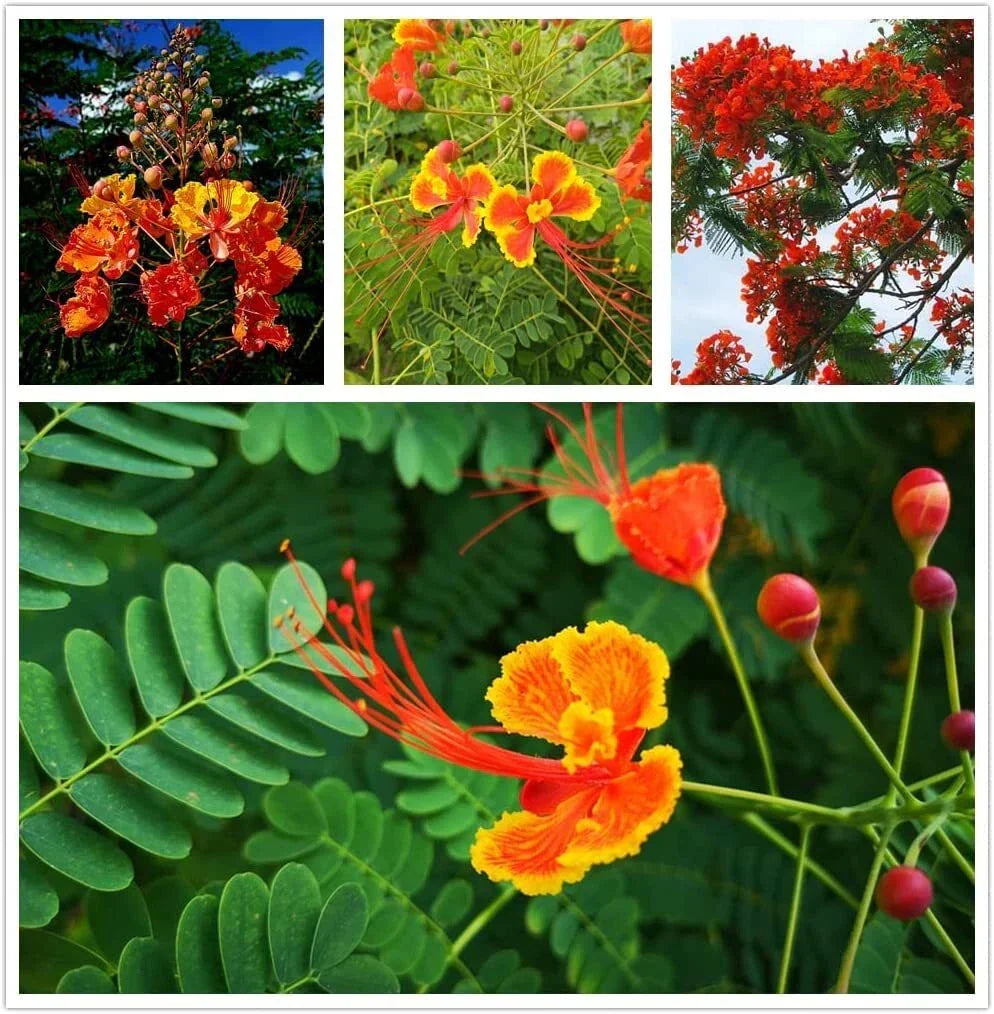 Red Bird of Paradise Flower Seeds – Caesalpinia pulcherrima, Tropical Garden Seeds, Bright Red Blooms, Drought-Tolerant, Butterfly Attractant