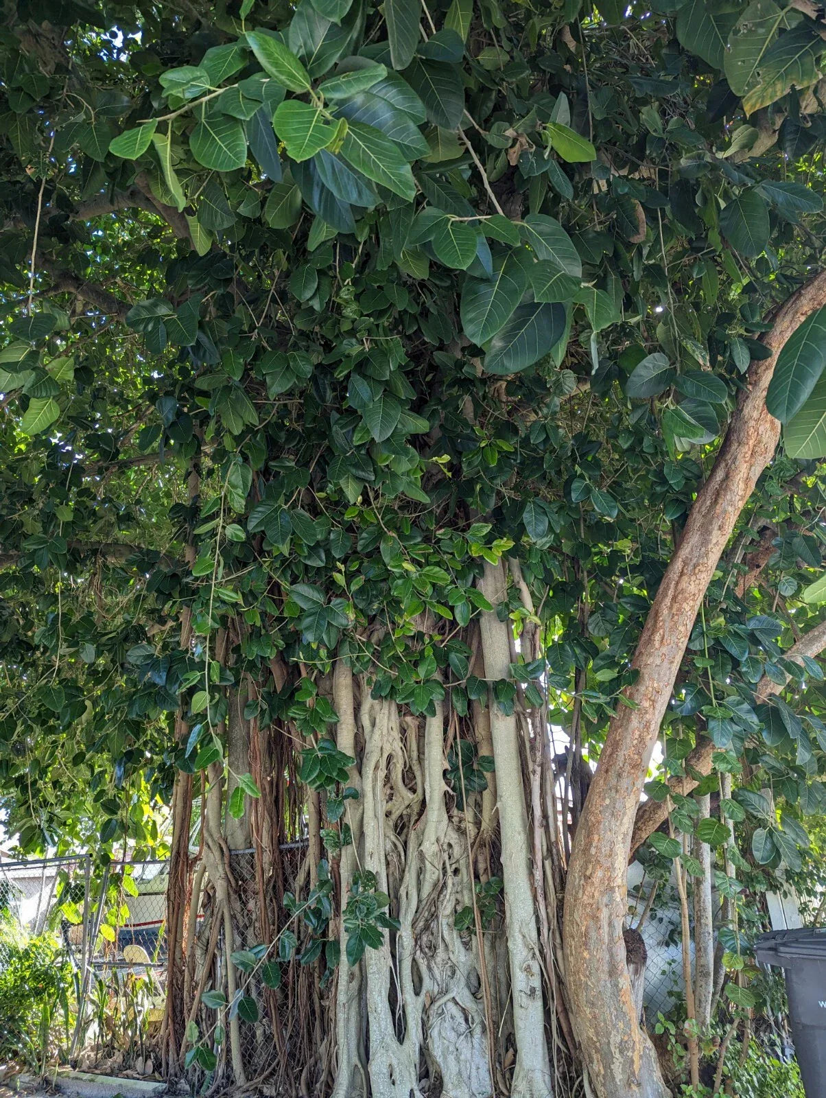 Ficus benghalensis Cuttings | Banyan Tree Propagation | Indoor/Outdoor Plant | Ready to Root