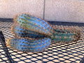 Pilosocereus Flexibilispinus Cactus Cutting 10" - Blue Green Stem Succulent for Propagation