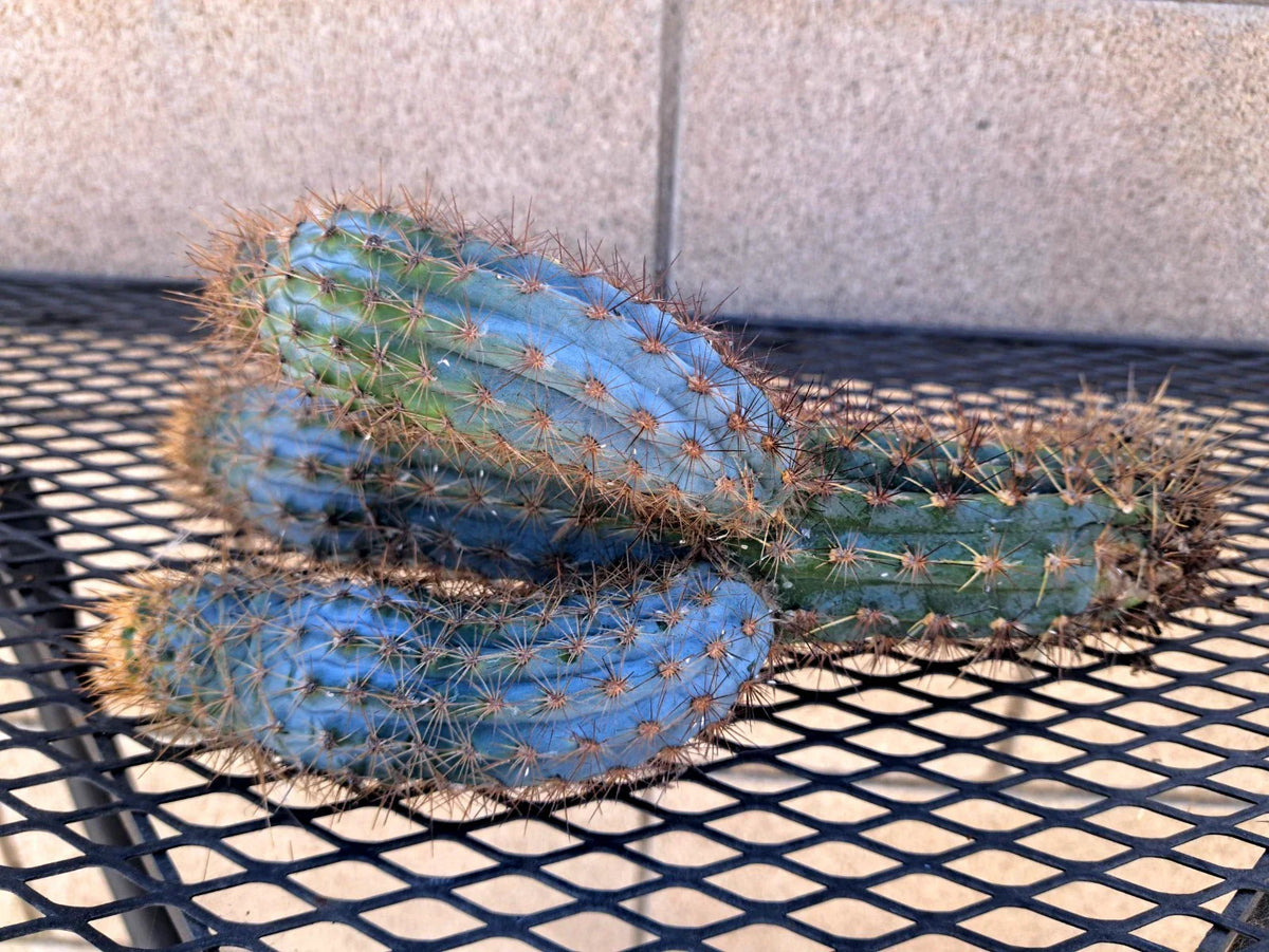 Pilosocereus Flexibilispinus Cactus Cutting 10" - Blue Green Stem Succulent for Propagation