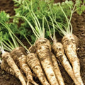 Organic Hamburg Root Parsley Seeds - 500 Pack, Petroselinum crispum var. tuberosum, Biennial Herb, Non-GMO, Full Sun, USA Grown