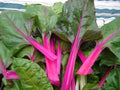 Pink Lipstick Swiss Chard Seeds - Beta vulgaris subsp. cicla - Vibrant Colorful Leaf Seeds for Gardening